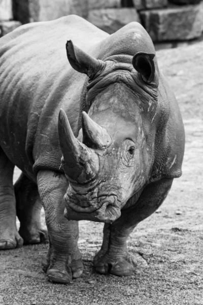 O Rinoceronte — Fotografia de Stock