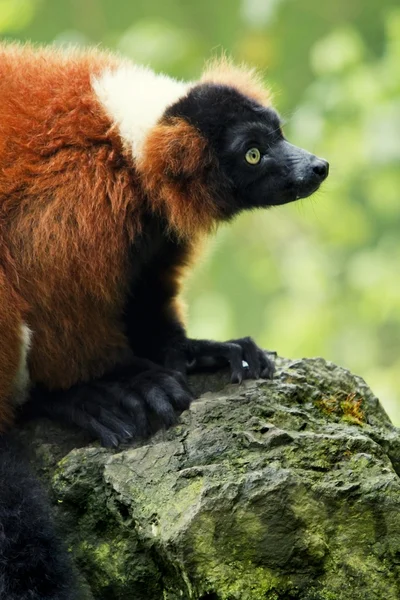 Červený nafoukaný lemur — Stock fotografie