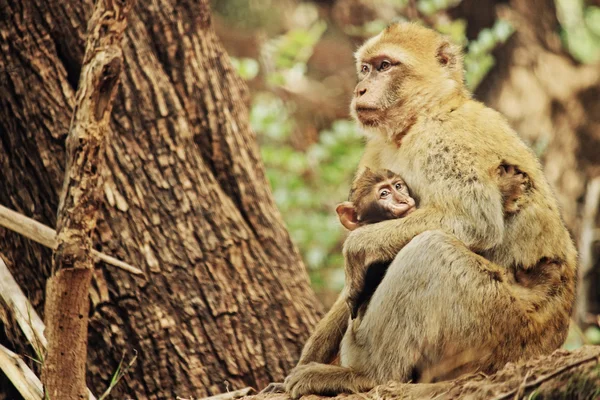 Mother monkey with baby monkey — Stock Photo, Image