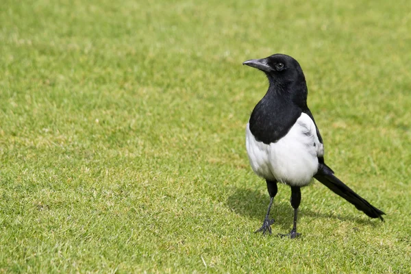 Magpie in the grass — Stock Photo, Image