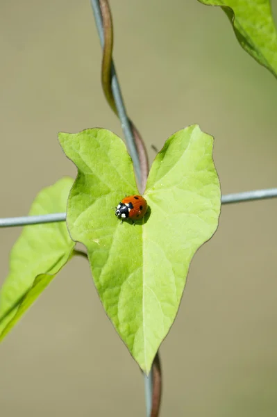 葉の上のてんとう虫 — ストック写真