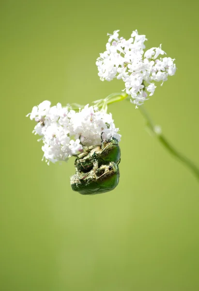Escarabajos enamorados —  Fotos de Stock
