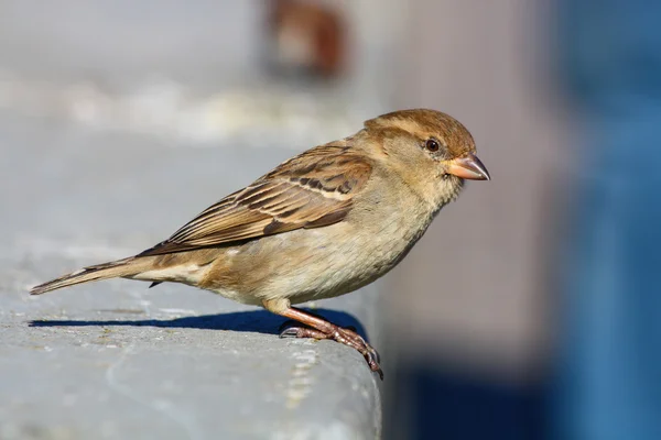 The sparrow — Stock Photo, Image