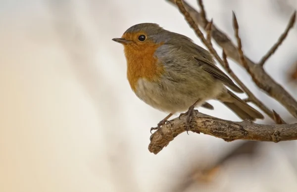 stock image The robin