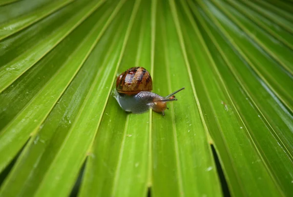 Snail and leaf — Stock Photo, Image
