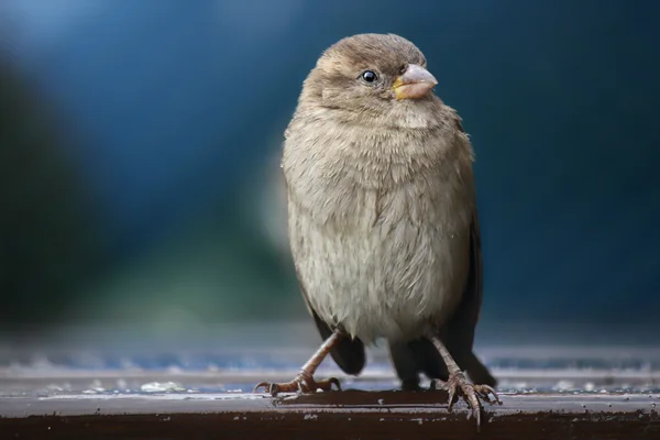 The sparrow — Stock Photo, Image