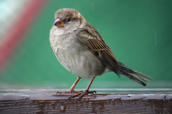 The sparrow — Stock Photo, Image