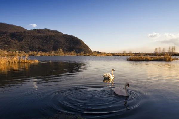Swans in the lake — Stock Photo, Image