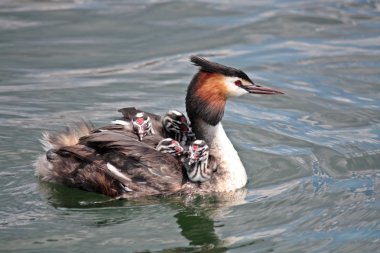 Grebe with small clipart