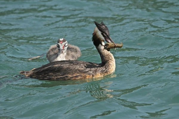 Grebe and eat small — Stock Photo, Image