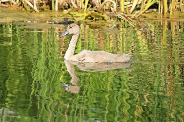 Little swan — Stock Photo, Image