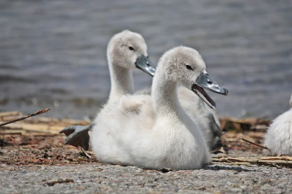 Pequeños cisnes —  Fotos de Stock