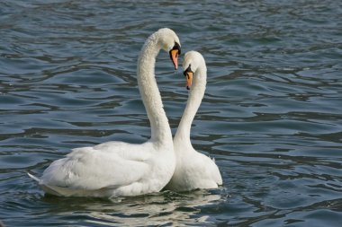 Swans fall in love clipart