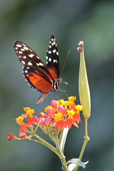 Motýl na květiny — Stock fotografie