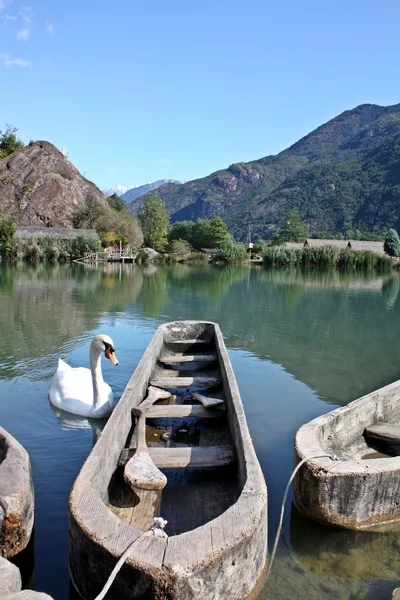 Cisne no Parque Pré-histórico — Fotografia de Stock