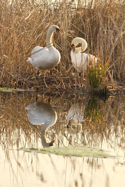 Dois cisnes no ninho — Fotografia de Stock