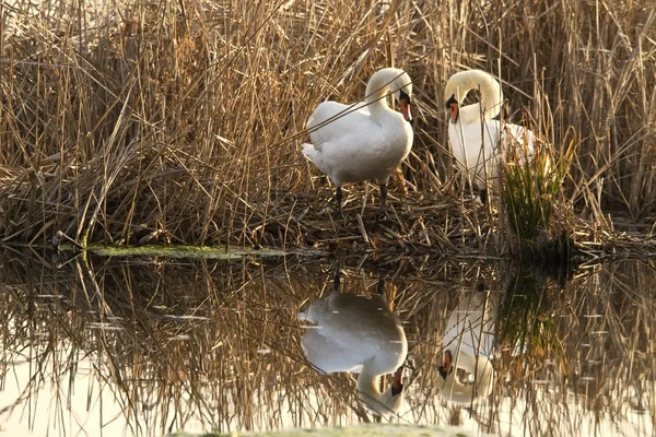 Dois cisnes no ninho — Fotografia de Stock