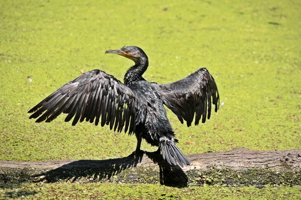 The cormorant — Stock Photo, Image