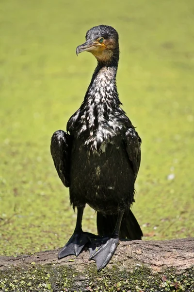 Il cormorano — Foto Stock
