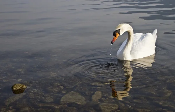 Cisne en el lago Hte — Foto de Stock