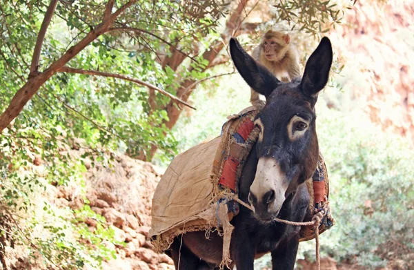 猴子和驴 — 图库照片
