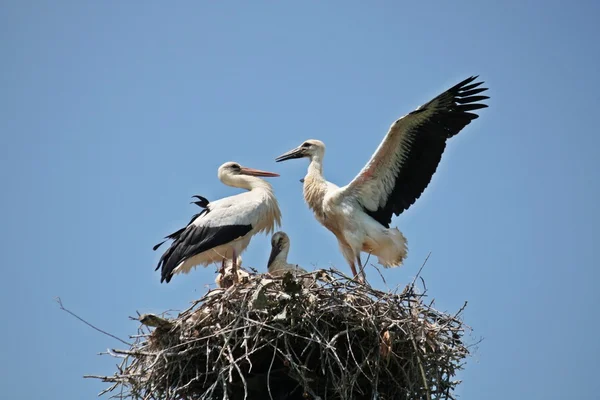 Storks in love — Stock Photo, Image