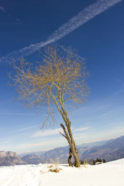 Дерево в зимнем пейзаже — стоковое фото