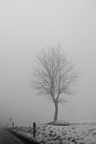 Дерево в тумані — стокове фото