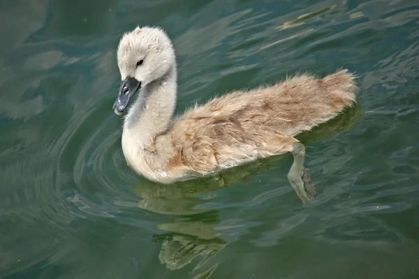 Pequeño cisne — Foto de Stock