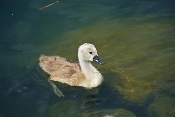 Little swan — Stock Photo, Image