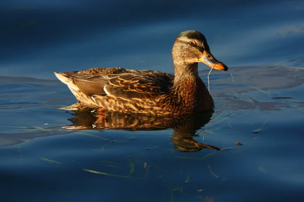 Duck in the lake — Stock Photo, Image