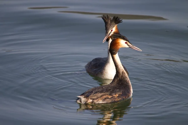 Grebes in love — Stock Photo, Image