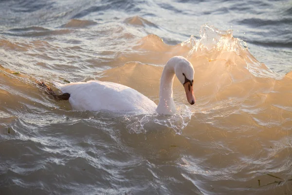 Swan on the waves — Stock Photo, Image