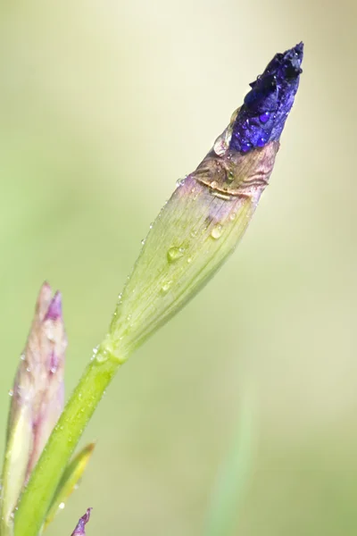 Iris bud — Stok Foto