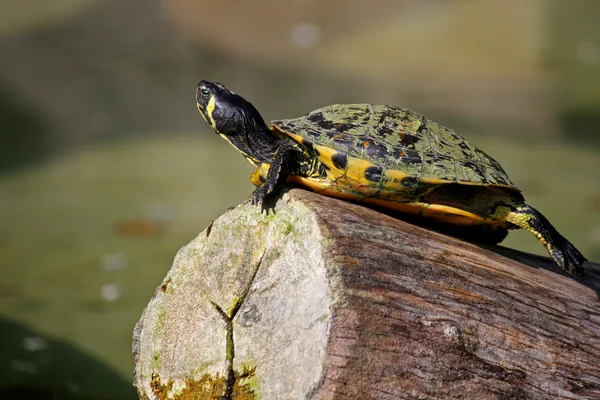Liten sköldpadda — Stockfoto