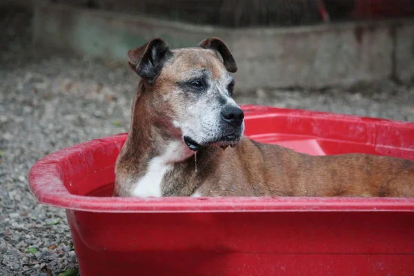 stock image Dog a bath