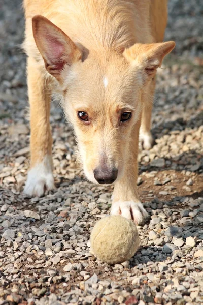 Собака з м'ячем — стокове фото