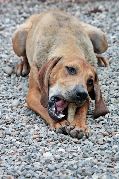 Собака с костью — стоковое фото