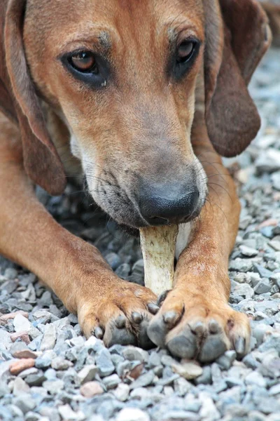 Pies z kości — Zdjęcie stockowe