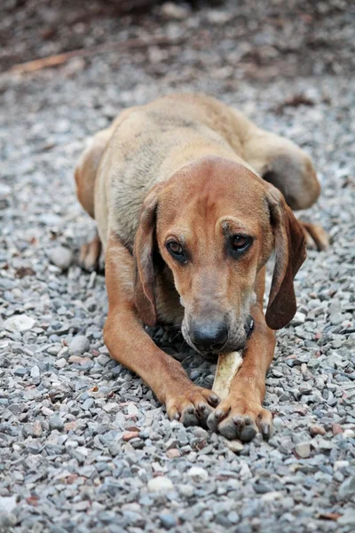 Hund mit Knochen — Stockfoto