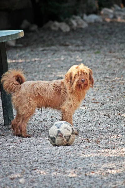 Köpek topu ile — Stok fotoğraf