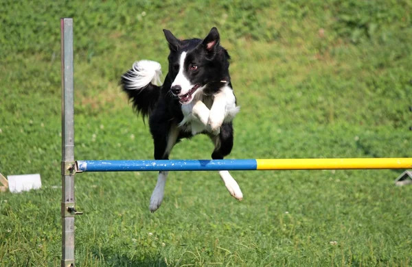 犬のレースでジャンプします。 — ストック写真