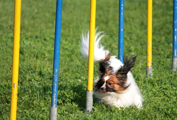 Hond in de race — Stockfoto