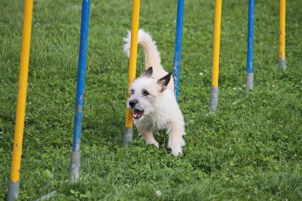Dog jumps in the race