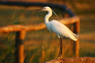 Egret white clipart