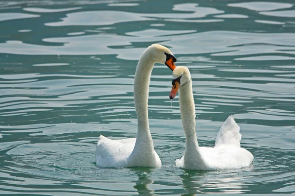 Swans in love — Stock Photo, Image