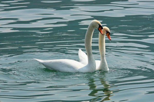 Swans in love — Stock Photo, Image
