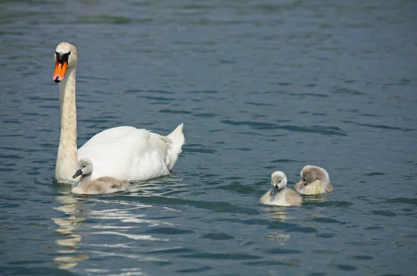 Swan whit little swan — Fotografie, imagine de stoc