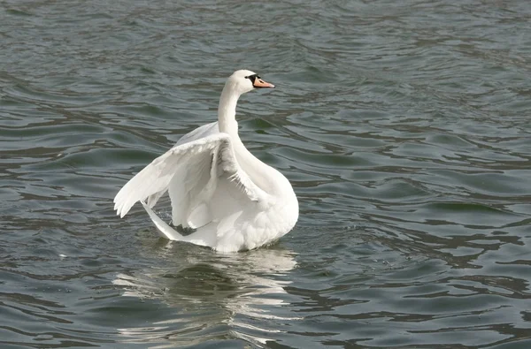 El cisne — Foto de Stock