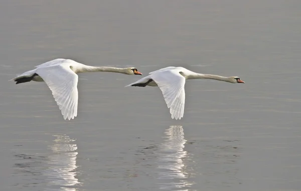 Dois cisnes — Fotografia de Stock